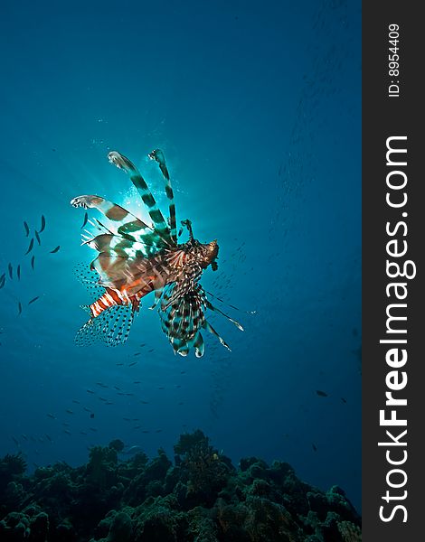 Ocean, lionfish and sun taken in the red sea.