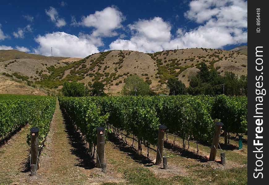 Vineyard in New Zealand with mountains in background