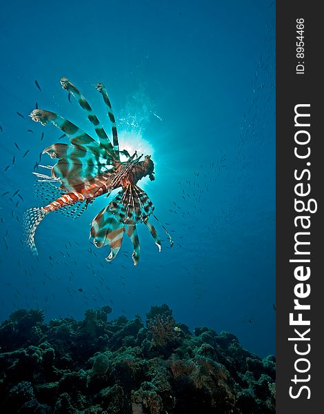 Ocean, lionfish and sun taken in the red sea.