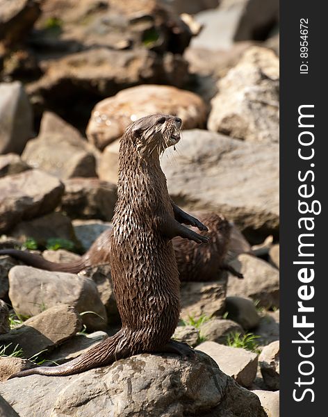 An otter standing on the rocks