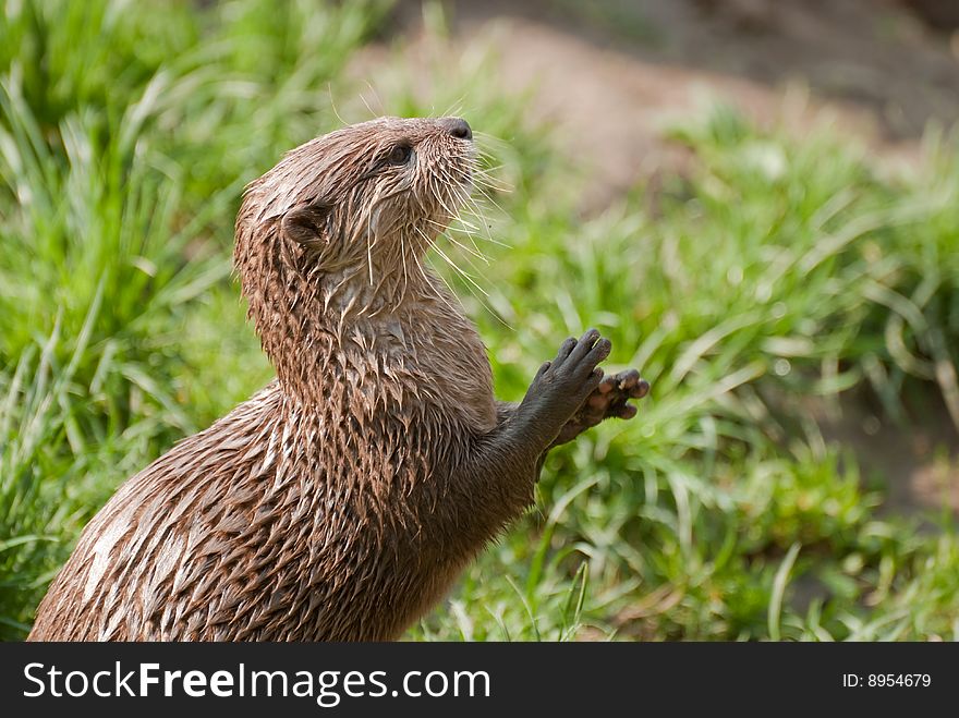 A portrait of an otter. A portrait of an otter