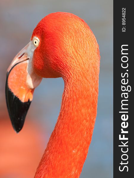 Detail Of Cuban Flamingo In Zoo