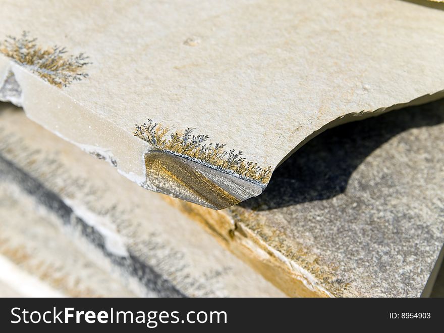 Plant fossils in stone