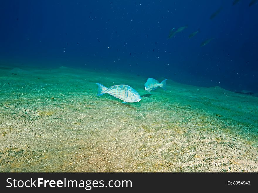 Parrotfish taken in the red sea.