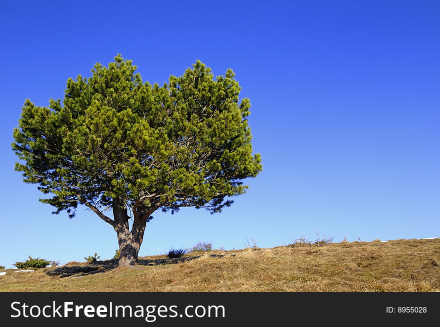 Lonely tree with  grass in spring