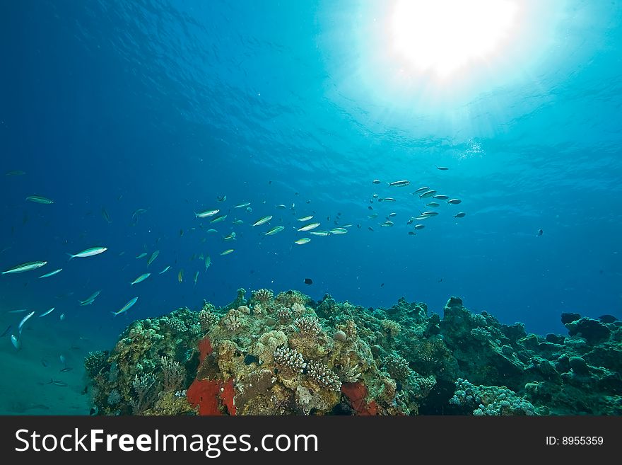 Ocean, fish and sun taken in the red sea.