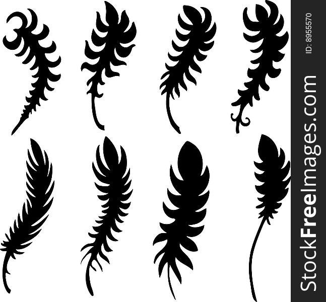 Feather detailed illustration isolated on white