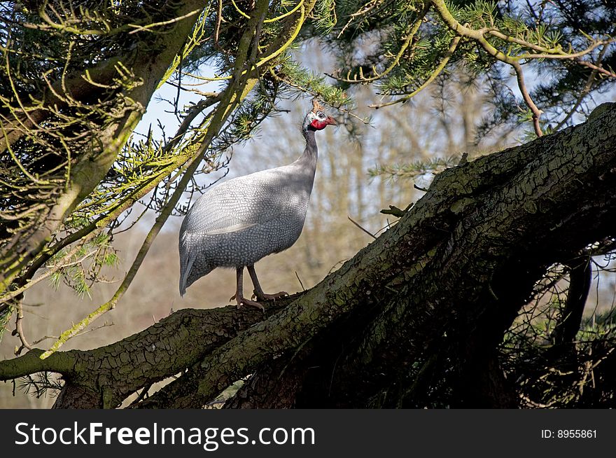 Helmeted Guineafowl (Numida meleagris) in a tree