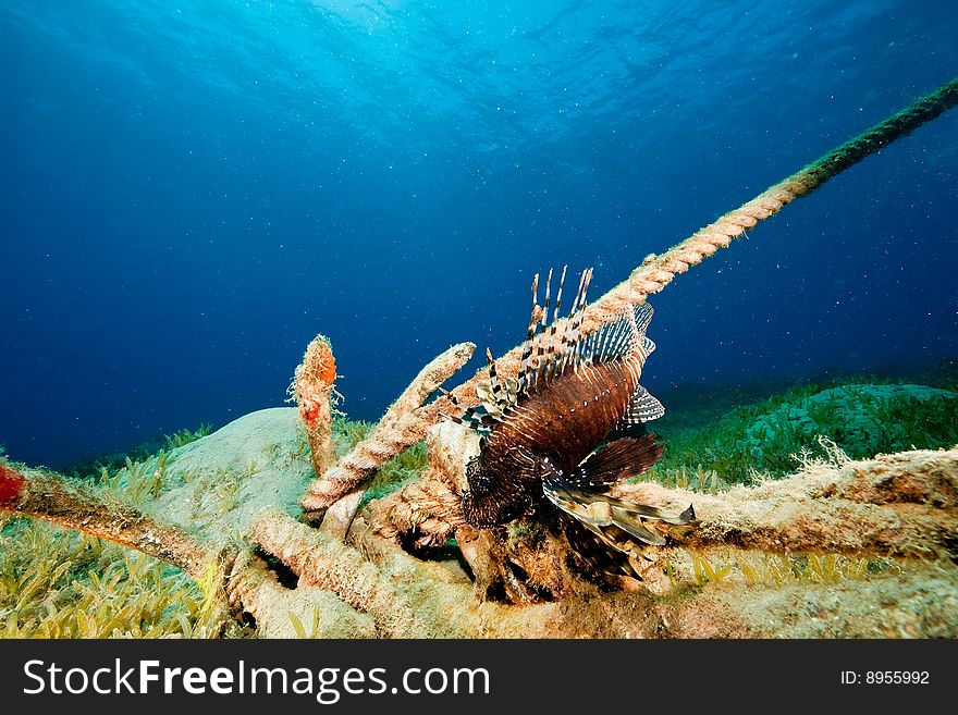 Ocean and lionfish taken in the red sea.