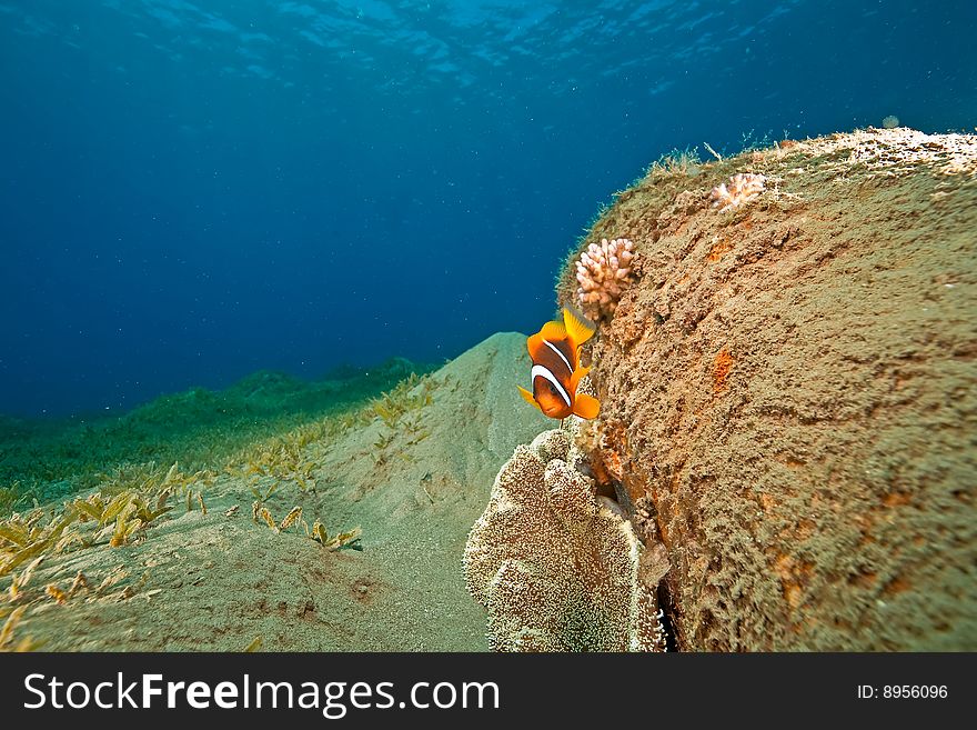 Ocean and anemonefish taken in the red sea.