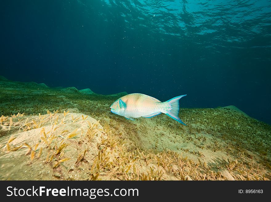 Ocean and parrotfish