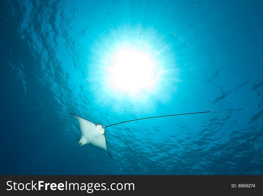 Ocean, sun and spotted eagle ray taken in the red sea.