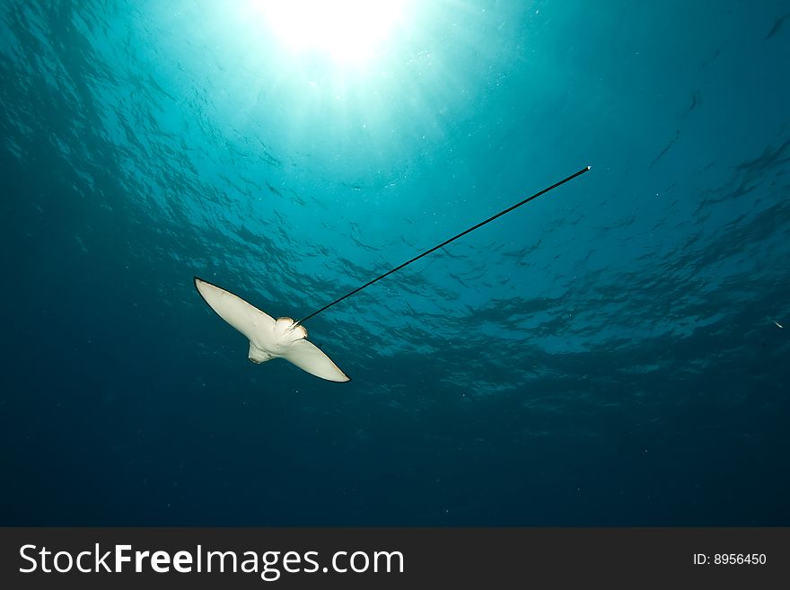 Ocean, sun and spotted eagle ray taken in the red sea.