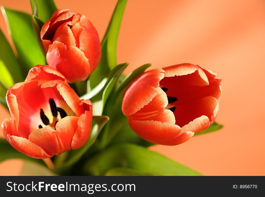 Bouquet of red tulips can be used as a greeting card. Bouquet of red tulips can be used as a greeting card.