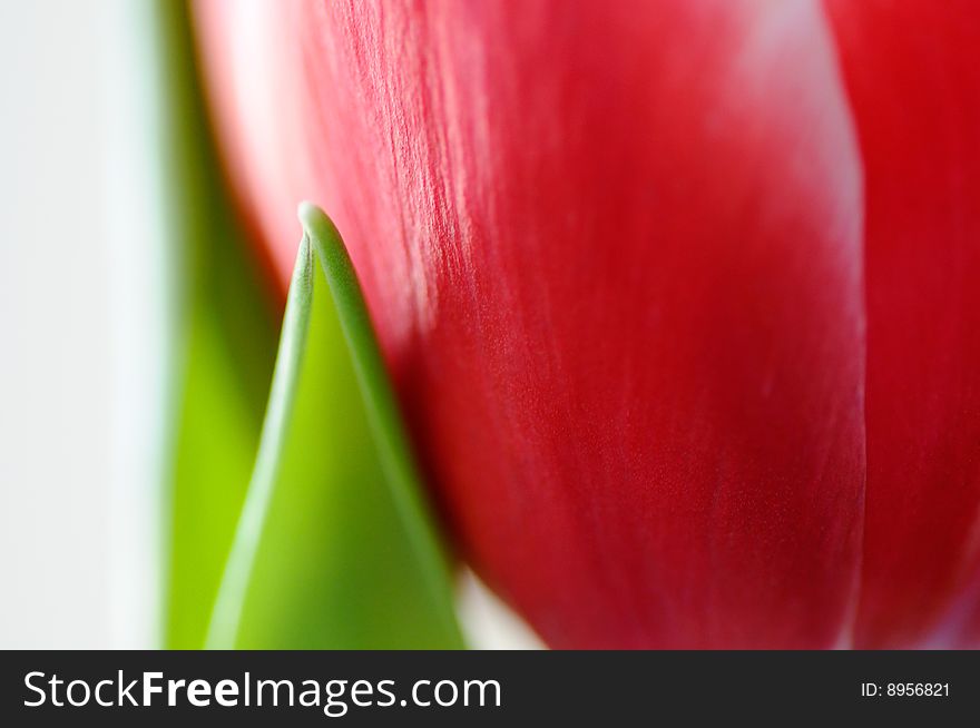 Red tulip on a white background. Red tulip on a white background.