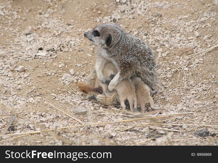 Meerkat and its three babies