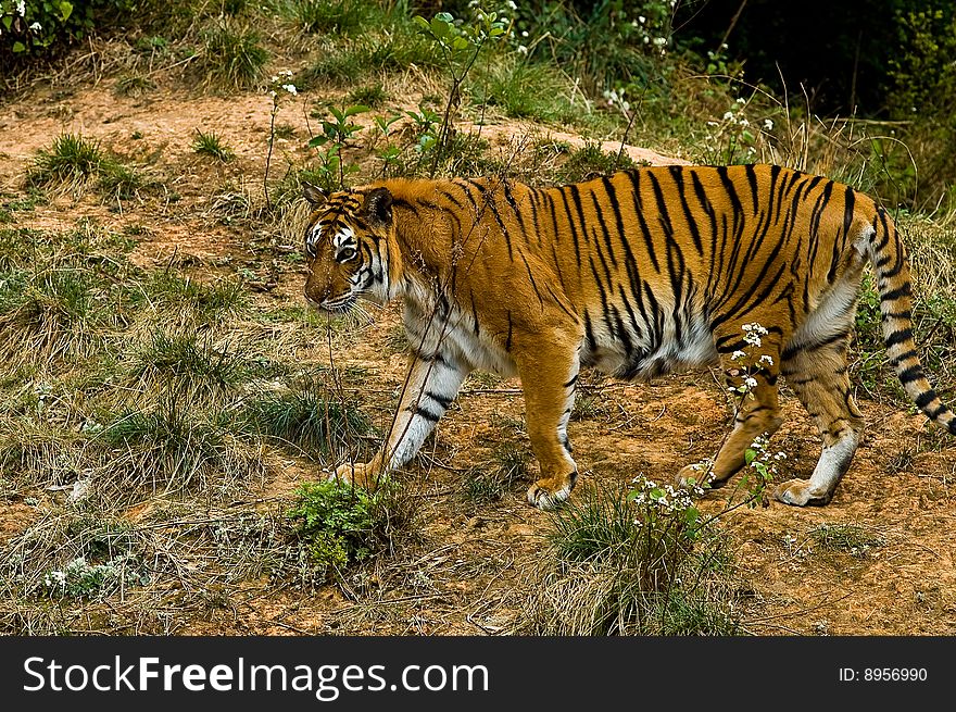 Tiger walking in the park