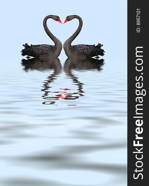 Two romantic black swans creating heart shape with necks.