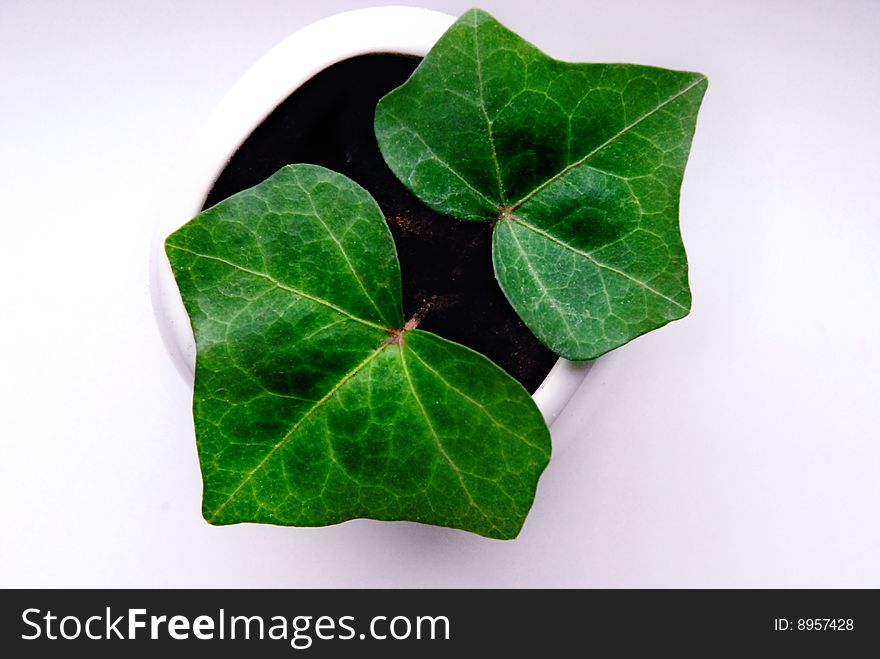 Green plant in white vase. Green plant in white vase