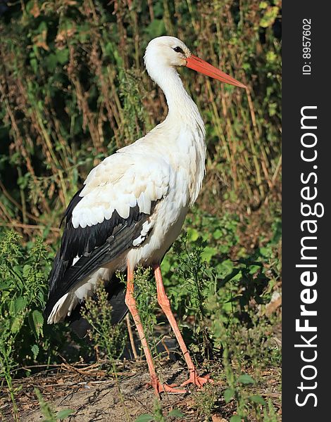 White stork Ciconia ciconia shot in natural habitat. White stork Ciconia ciconia shot in natural habitat
