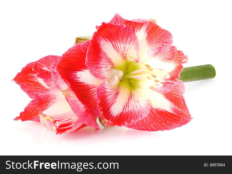 Red amaryllis on a white background.