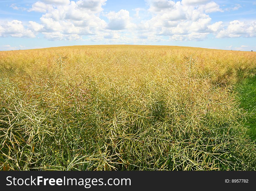 Bright yellow meadow and blue sky. Bright yellow meadow and blue sky
