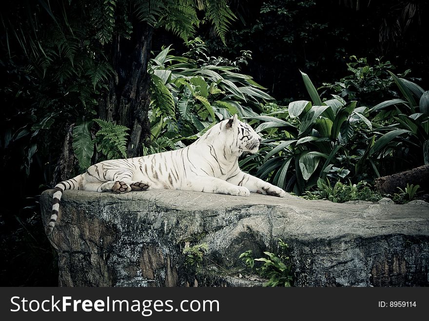 White stripe tiger in singapore zoological garden. White stripe tiger in singapore zoological garden