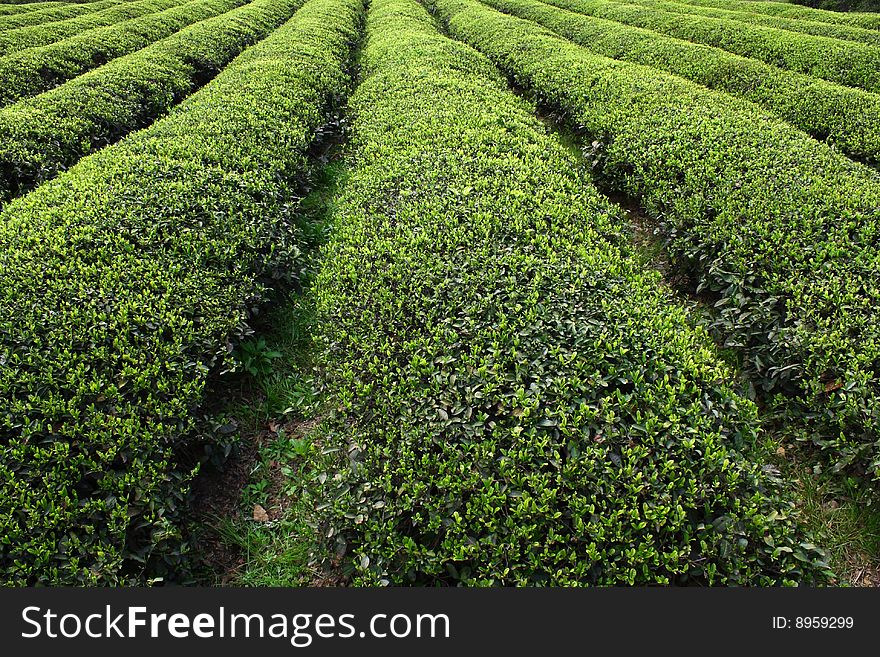 Rows of tea bush in zhejiang china
