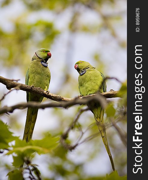 Green parrots at barcelona park