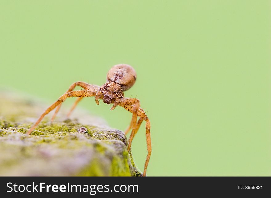 A spider on a piece of wood in soft colors and plenty of copy space room in the background