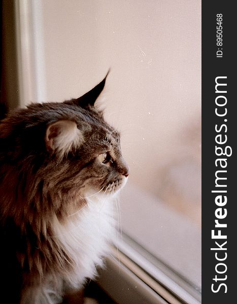 Brown and Gray Haired Cat Looking Out the Glass Window