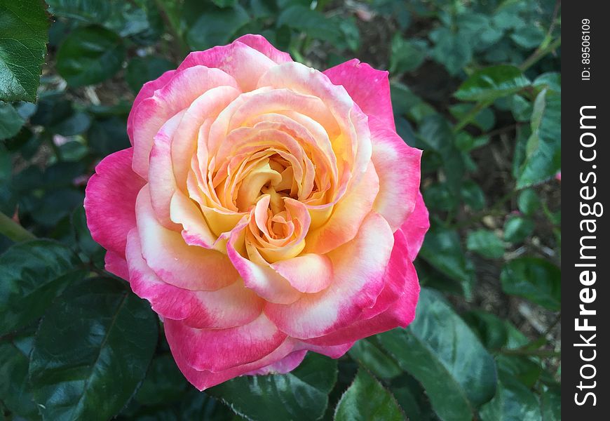 Close up of pink rose bloom in green bush of sunny garden. Close up of pink rose bloom in green bush of sunny garden.