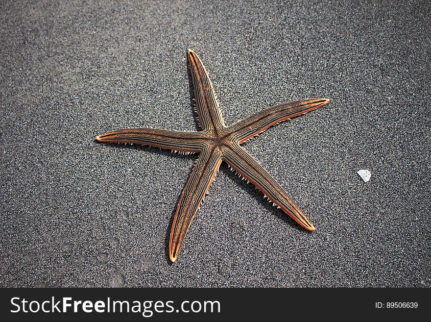 Close up of starfish on wet sandy beach. Close up of starfish on wet sandy beach.