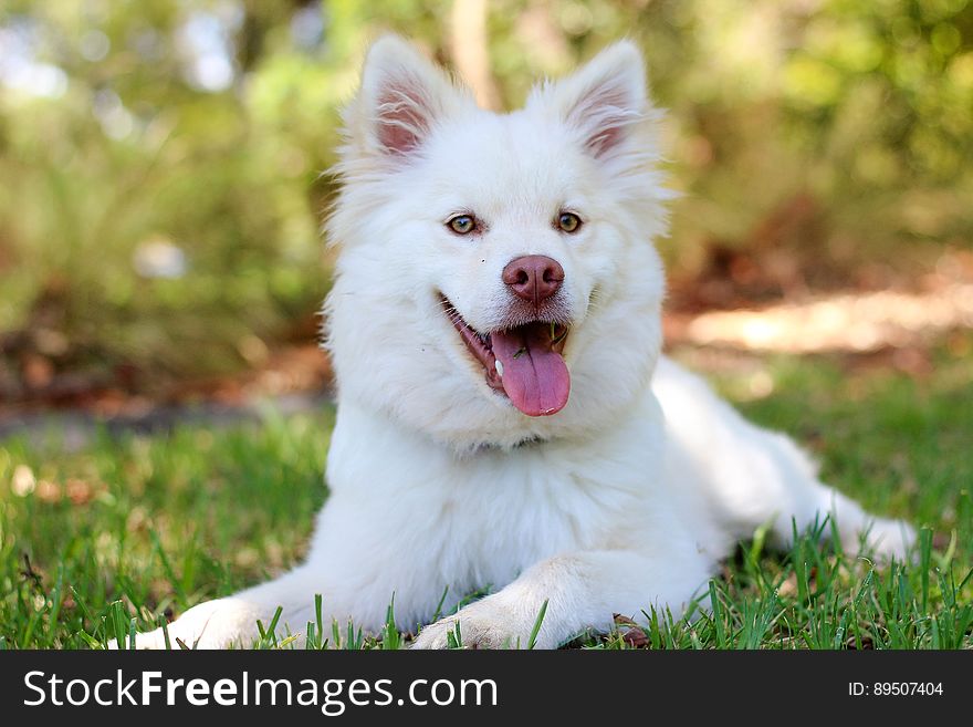Outdoor portrait of long haired domestic white dog laying in green grass. Outdoor portrait of long haired domestic white dog laying in green grass.