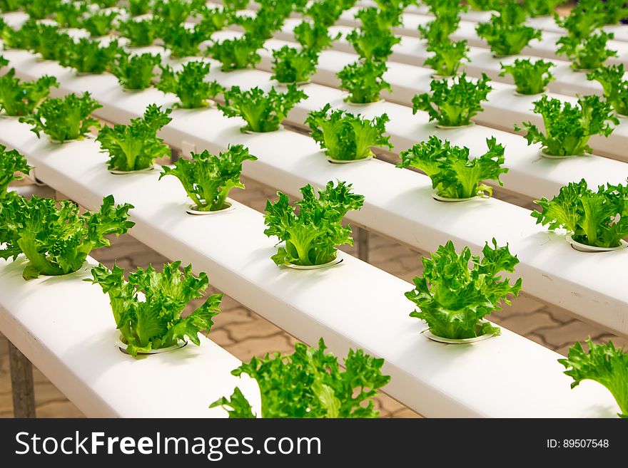 Greenhouse Growing Organic Lettuce