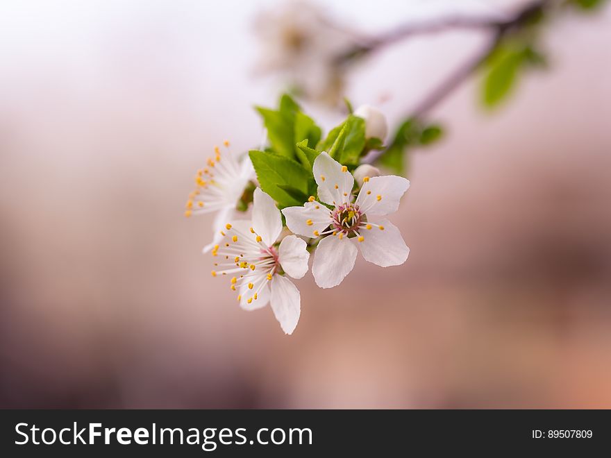 Close up of spring blooms on tree branch.