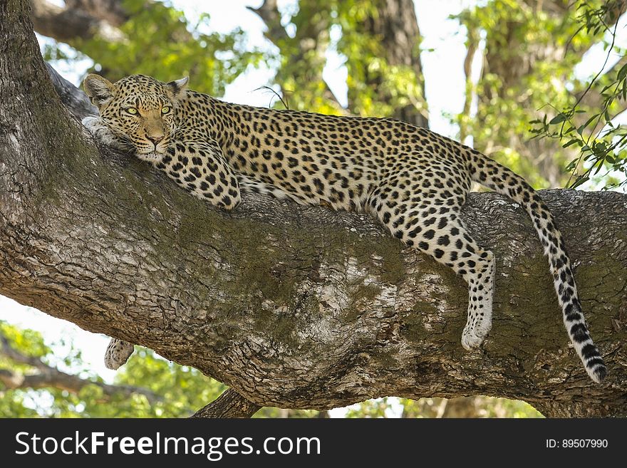 Cheetah Lying on Tree Branch during Day Time
