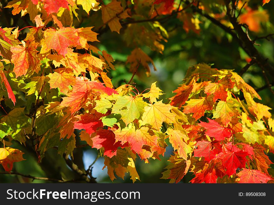 Yellow and Red Leaf Trees
