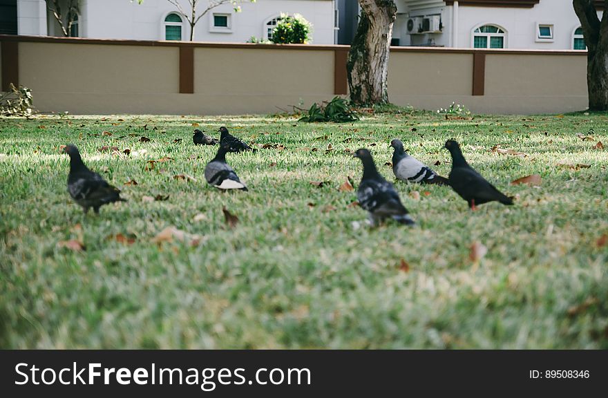 Several pigeons in the grass in an urban area. Several pigeons in the grass in an urban area.