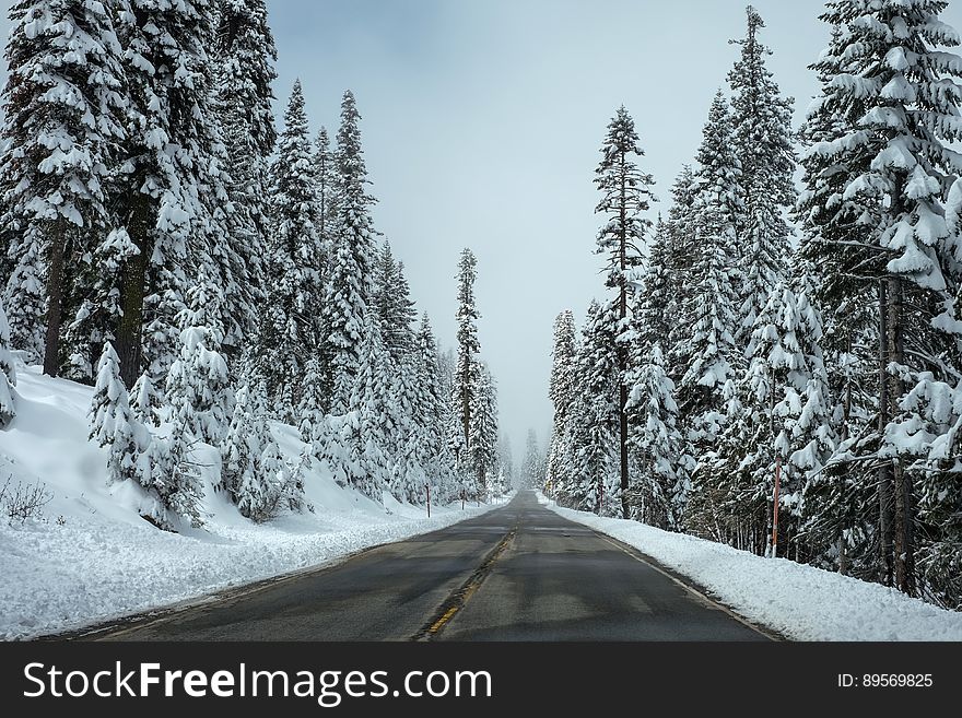 Trees Beside the Road Covered With Snow