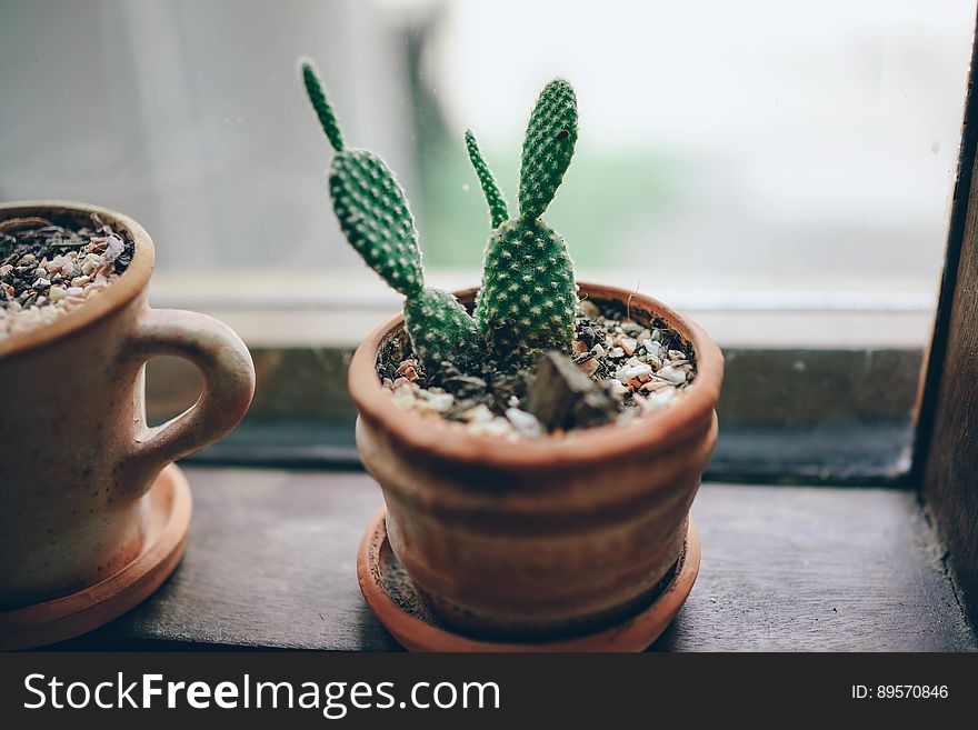 Cactus In Pots On Windowsill