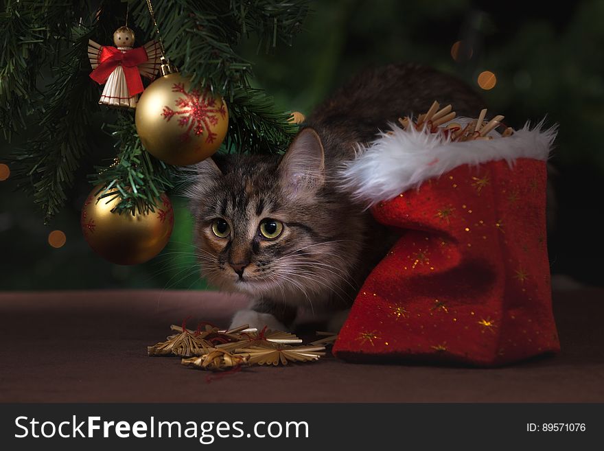 A close up of a cat sneaking under a Christmas tree. A close up of a cat sneaking under a Christmas tree.