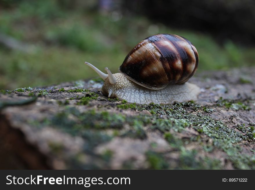 A close up of a snail crawling on the ground. A close up of a snail crawling on the ground.