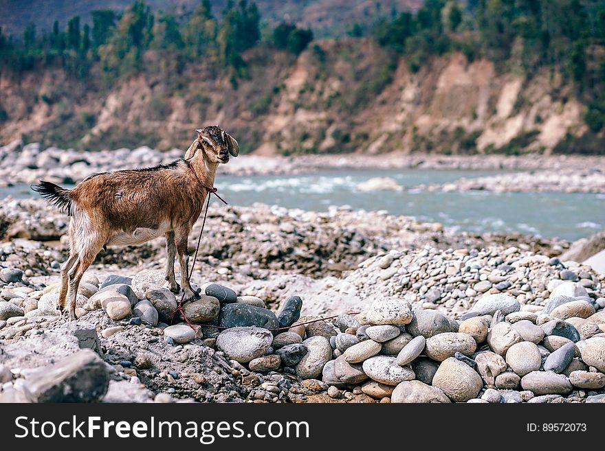 A goat standing on the rocks by a river. A goat standing on the rocks by a river.