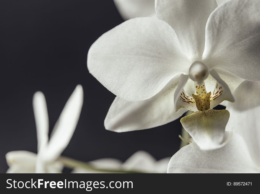 A close up of a white orchid flower.