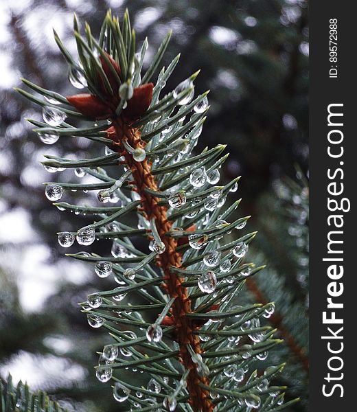 Close up of rain drops on needles of green pine branch. Close up of rain drops on needles of green pine branch.