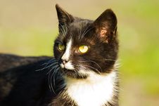 Cat Without Name Royalty Free Stock Photo Cat Without Name Royalty Free Stock Photo