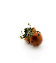 Ladybirds Rolling Royalty Free Stock Photography
