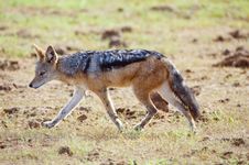 Running Jackal Royalty Free Stock Photo Running Jackal Royalty Free Stock Photo