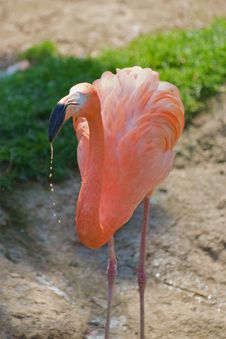 Flamingo - Phoenicopterus Ruber Ruber Stock Photo Flamingo - Phoenicopterus Ruber Ruber Stock Photo